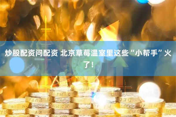 炒股配资问配资 北京草莓温室里这些“小帮手”火了！