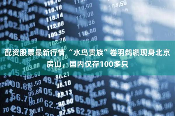 配资股票最新行情 “水鸟贵族”卷羽鹈鹕现身北京房山，国内仅存100多只